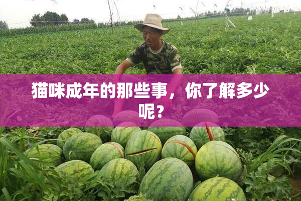 猫咪成年的那些事，你了解多少呢？