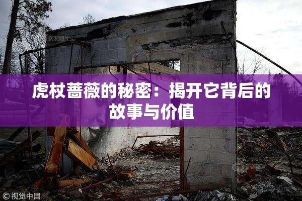 虎杖蔷薇的秘密：揭开它背后的故事与价值