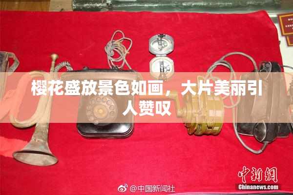 樱花盛放景色如画，大片美丽引人赞叹
