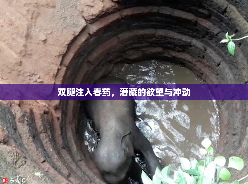 双腿注入春药，潜藏的欲望与冲动