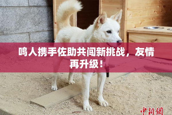 鸣人携手佐助共闯新挑战，友情再升级！