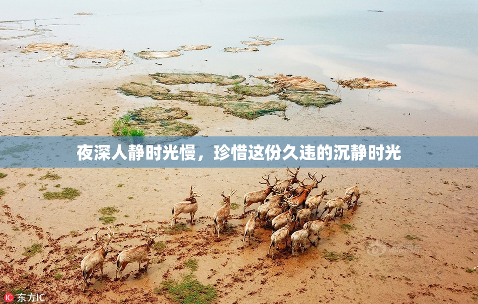夜深人静时光慢，珍惜这份久违的沉静时光