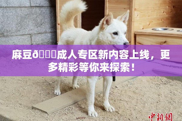 麻豆🔞成人专区新内容上线，更多精彩等你来探索！