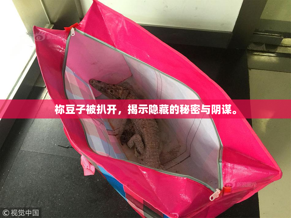 祢豆子被扒开，揭示隐藏的秘密与阴谋。