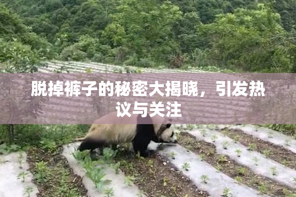 脱掉裤子的秘密大揭晓，引发热议与关注