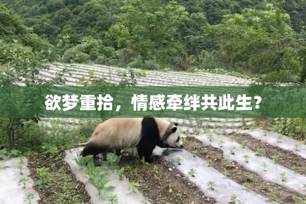 欲梦重拾，情感牵绊共此生？