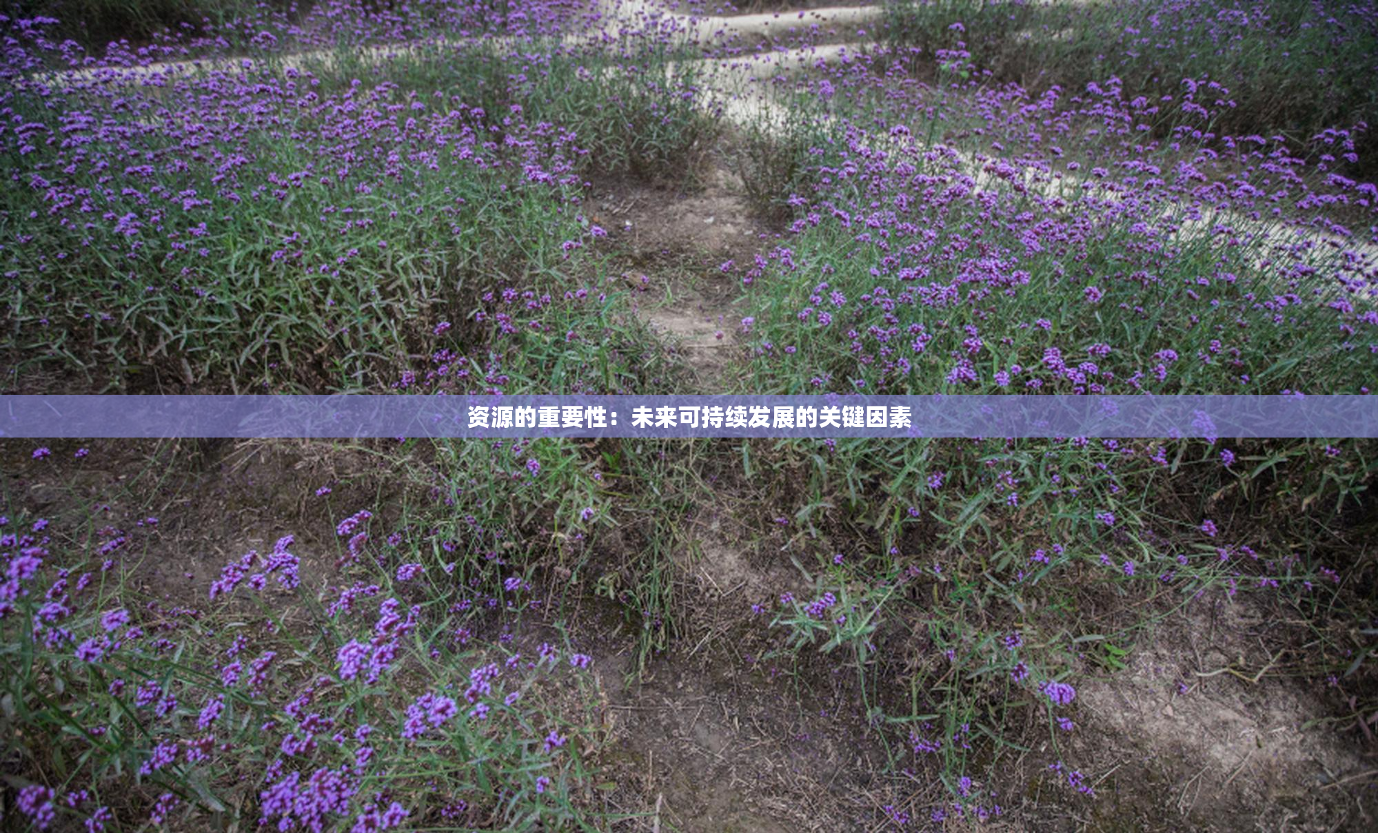 资源的重要性：未来可持续发展的关键因素