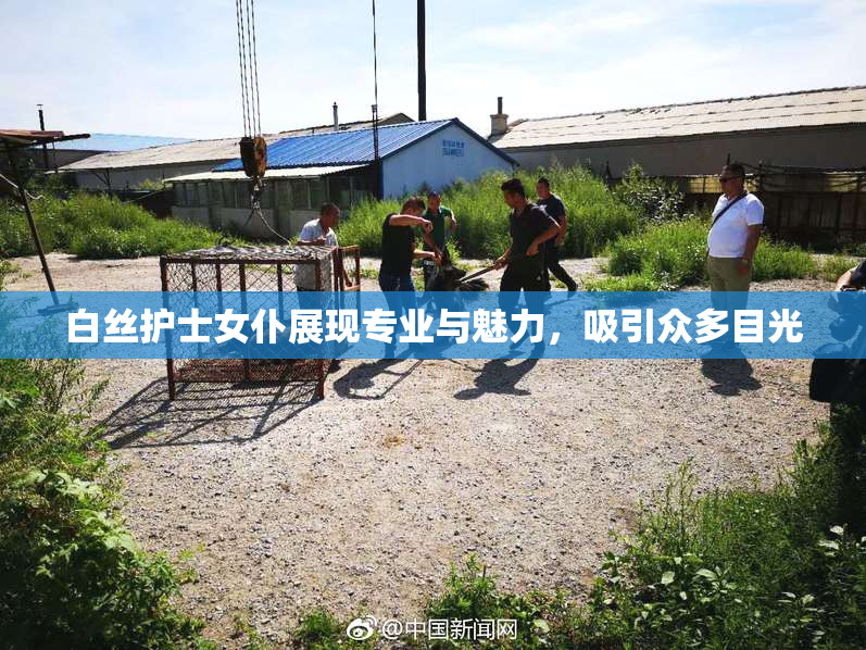 白丝护士女仆展现专业与魅力，吸引众多目光