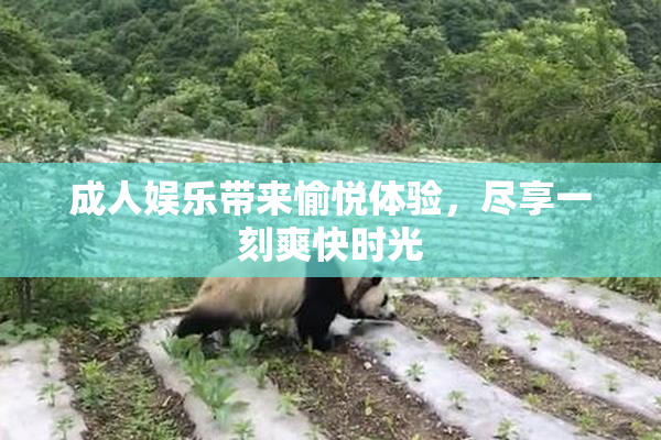 成人娱乐带来愉悦体验，尽享一刻爽快时光