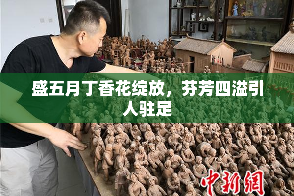盛五月丁香花绽放，芬芳四溢引人驻足