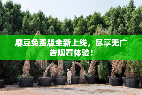 麻豆免费版全新上线，尽享无广告观看体验！