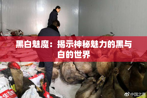 黑白魅魔：揭示神秘魅力的黑与白的世界