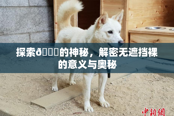 探索🔞的神秘，解密无遮挡裸的意义与奥秘
