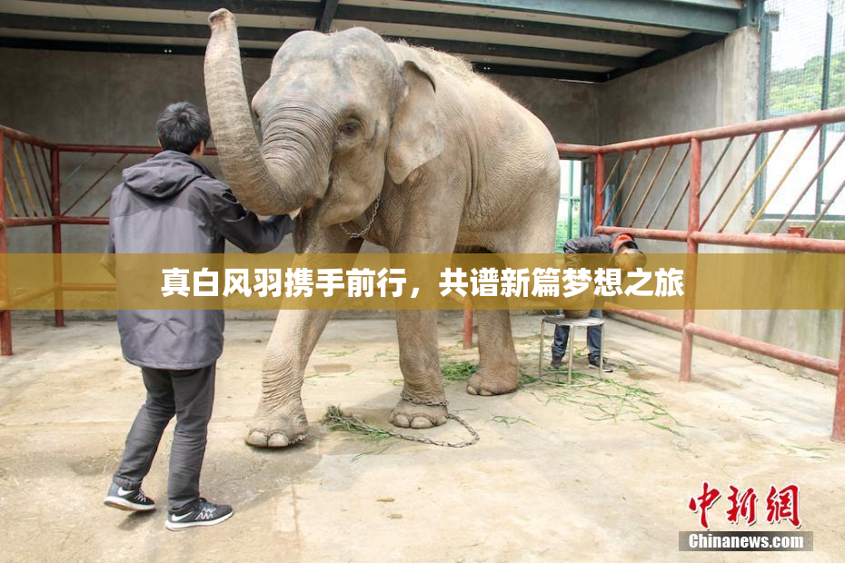 真白风羽携手前行，共谱新篇梦想之旅