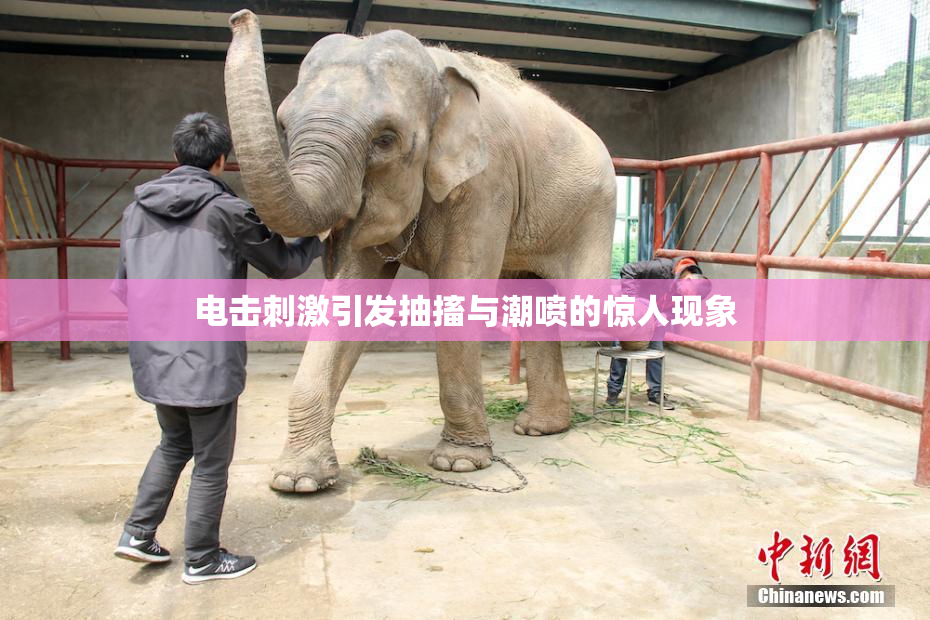 电击刺激引发抽搐与潮喷的惊人现象