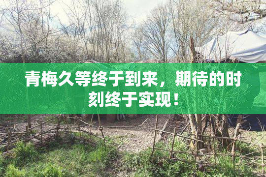 青梅久等终于到来，期待的时刻终于实现！