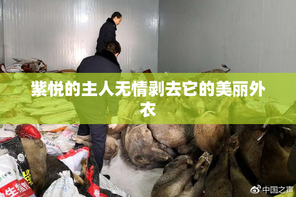 紫悦的主人无情剥去它的美丽外衣