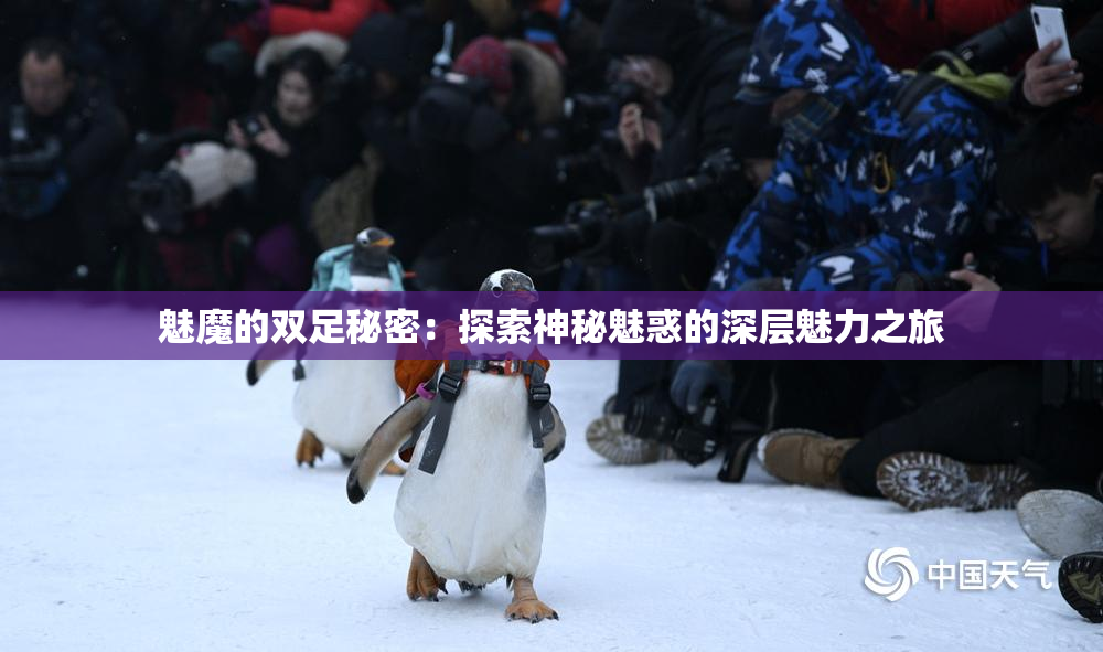 魅魔的双足秘密：探索神秘魅惑的深层魅力之旅