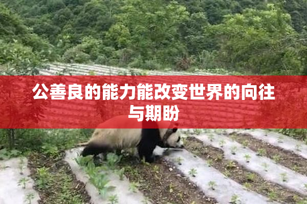 公善良的能力能改变世界的向往与期盼