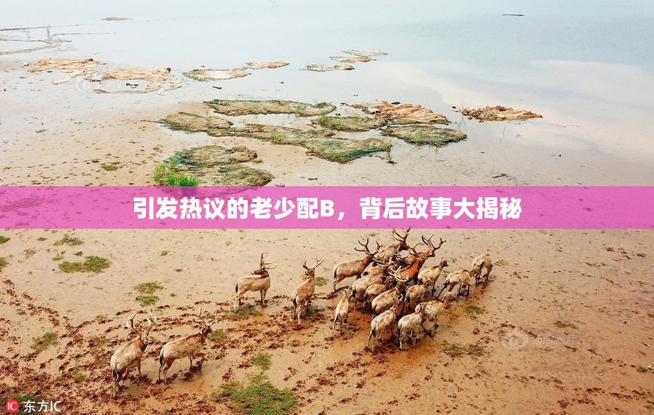 引发热议的老少配B，背后故事大揭秘