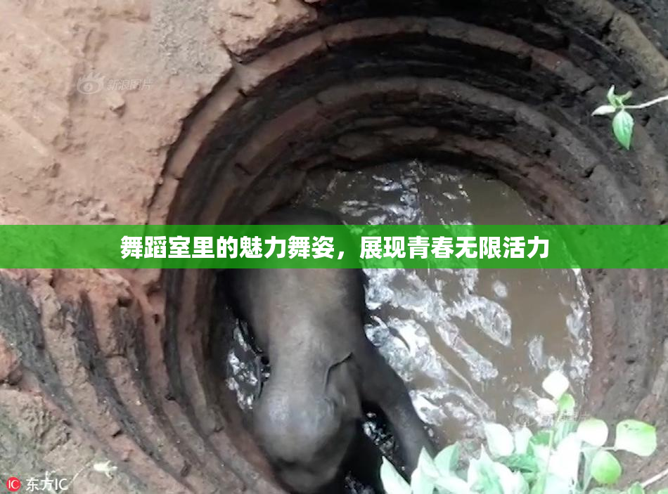 舞蹈室里的魅力舞姿，展现青春无限活力