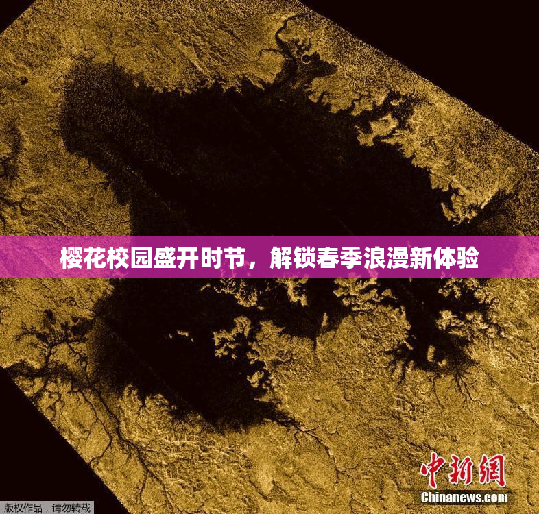 樱花校园盛开时节，解锁春季浪漫新体验