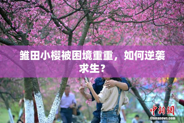 雏田小樱被困境重重，如何逆袭求生？
