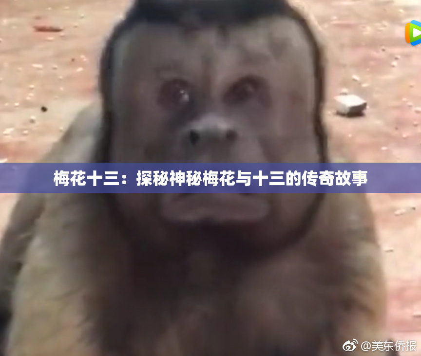 梅花十三：探秘神秘梅花与十三的传奇故事