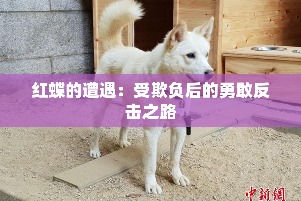 红蝶的遭遇：受欺负后的勇敢反击之路