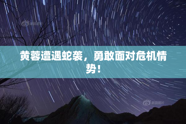 黄蓉遭遇蛇袭，勇敢面对危机情势！