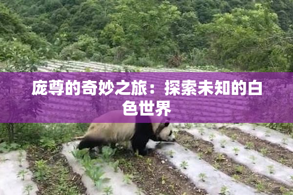 庞尊的奇妙之旅：探索未知的白色世界