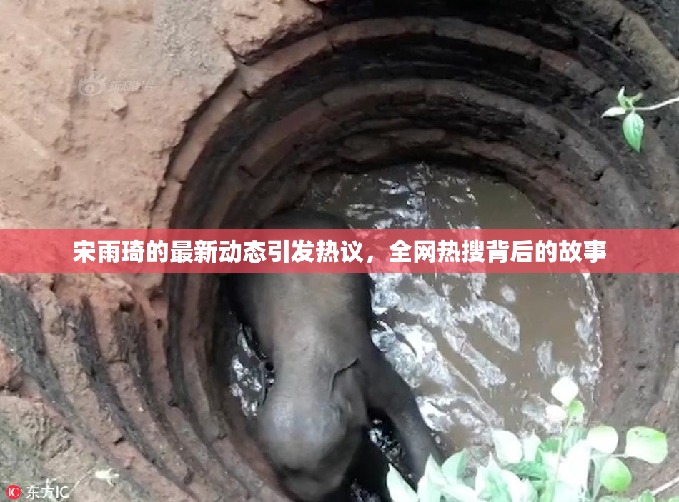宋雨琦的最新动态引发热议，全网热搜背后的故事