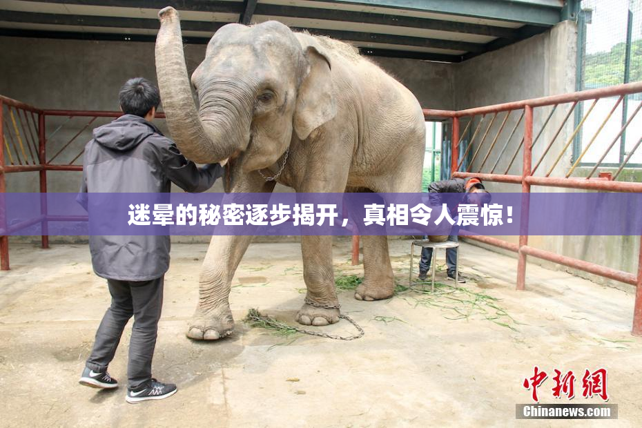 迷晕的秘密逐步揭开，真相令人震惊！