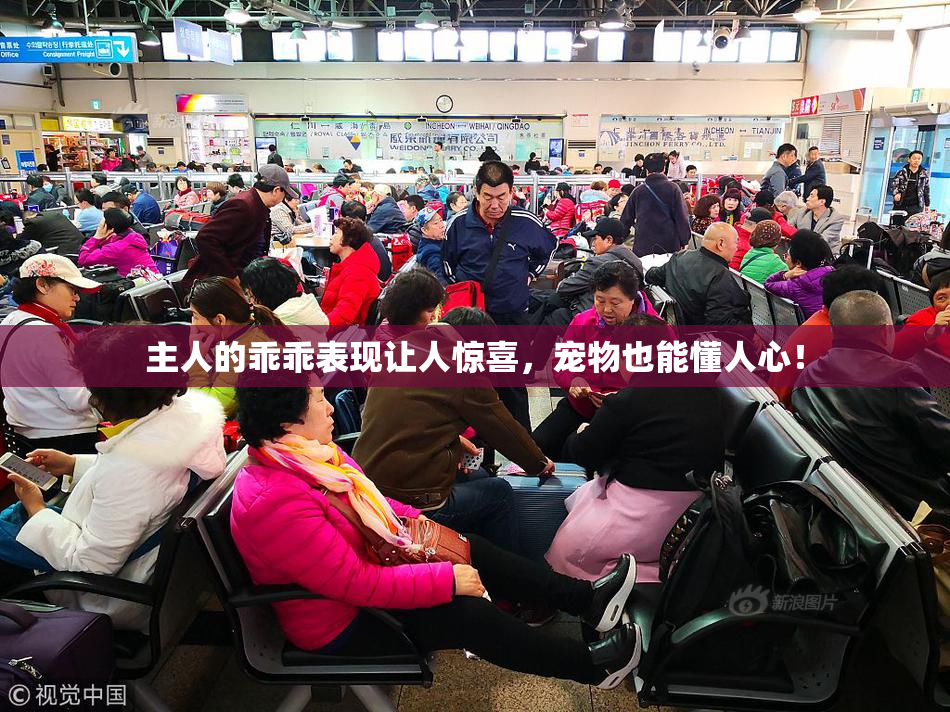 主人的乖乖表现让人惊喜，宠物也能懂人心！