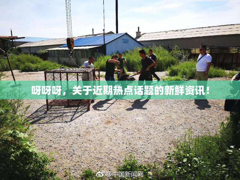 呀呀呀，关于近期热点话题的新鲜资讯！
