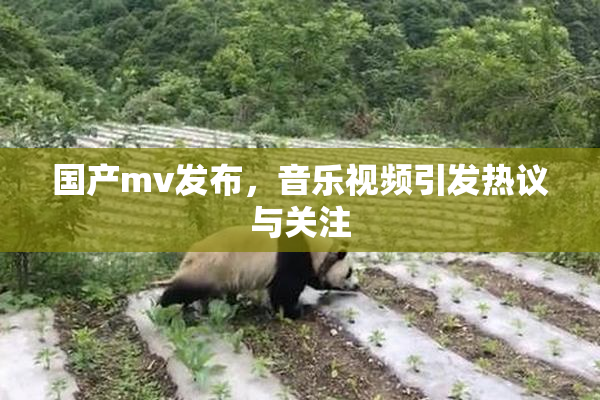 国产mv发布，音乐视频引发热议与关注