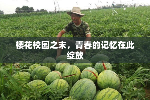 樱花校园之末，青春的记忆在此绽放