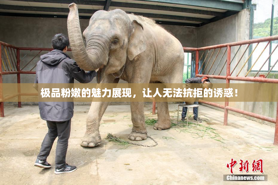极品粉嫩的魅力展现，让人无法抗拒的诱惑！
