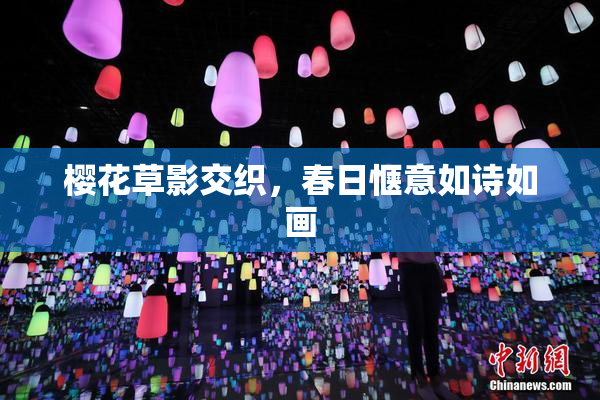 樱花草影交织，春日惬意如诗如画