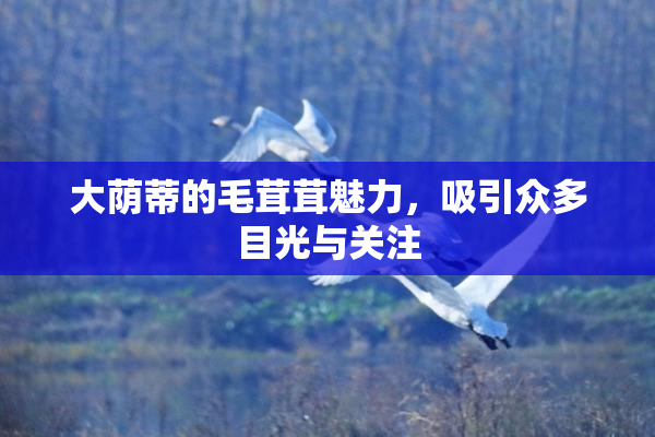 大荫蒂的毛茸茸魅力，吸引众多目光与关注