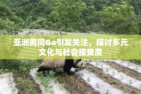 亚洲男同Ga引发关注，探讨多元文化与社会接受度