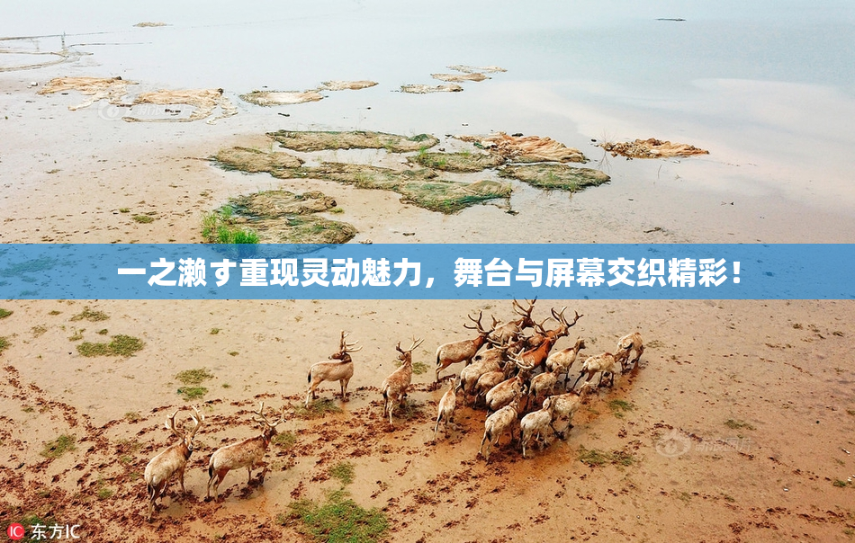 一之濑す重现灵动魅力，舞台与屏幕交织精彩！