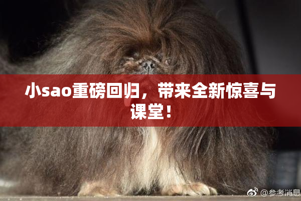 小sao重磅回归，带来全新惊喜与课堂！