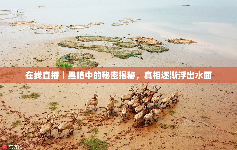 在线直播丨黑暗中的秘密揭秘，真相逐渐浮出水面