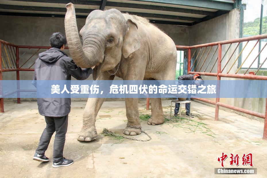 美人受重伤，危机四伏的命运交错之旅