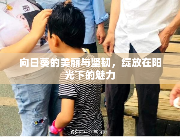 向日葵的美丽与坚韧，绽放在阳光下的魅力