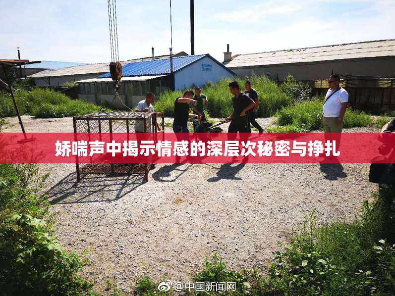 娇喘声中揭示情感的深层次秘密与挣扎