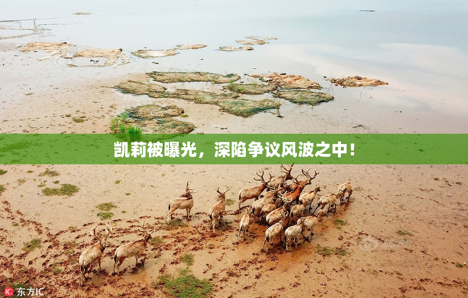 凯莉被曝光，深陷争议风波之中！